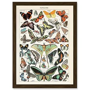 Artery8 - Millot Encyclopedia - Butterflies Artery8 - Millot Encyclopedia - Butterflies