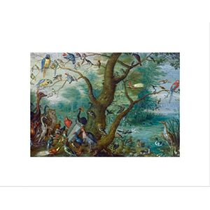 Wee Blue Coo Jan Van Kessel Concert Birds Art Wall Art Print Wee Blue Coo Jan Van Kessel Concert Birds Art Wall Art Print