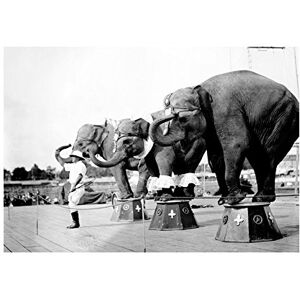 Wee Blue Coo Vintage Photo Circus Elephant Balance Act Wall Art Print Wee Blue Coo Vintage Photo Circus Elephant Balance Act Wall Art Print
