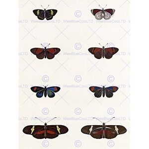 Wee Blue Coo Painting Nature Study Insects Humboldt Butterfly Display Wall Art Print Wee Blue Coo Painting Nature Study Insects Humboldt Butterfly Display Wall Art Print