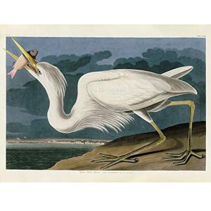 Artery8 Audubon Birds Great White Heron Painting Unframed Wall Art Print Poster Home Decor Premium Artery8 Audubon Birds Great White Heron Painting Unframed Wall Art Print Poster Home Decor Premium