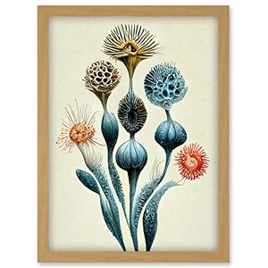 Doppelganger33 LTD Ernst Haeckel Style Alien Flowers Detailed Illustrations Artwork Framed Wall Art Print A4 Doppelganger33 LTD Ernst Haeckel Style Alien Flowers Detailed Illustrations Artwork Framed Wall Art Print A4