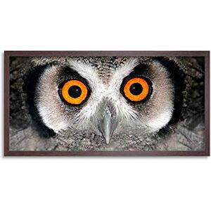 Wee Blue Coo Owl Face Bird Close Up Long Panel Framed Wall Art Print Wee Blue Coo Owl Face Bird Close Up Long Panel Framed Wall Art Print