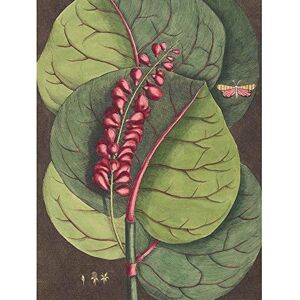 Wee Blue Coo Flower Coccoloba Uvifera Seagrape Art Print Poster Wall Decor 12X16 Inch Wee Blue Coo Flower Coccoloba Uvifera Seagrape Art Print Poster Wall Decor 12X16 Inch