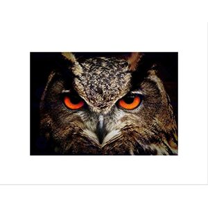 Wee Blue Coo NATURE BIRD OWL CLOSE UP EYE BEAK PREY EAGLE BLACK FRAMED ART PRINT B12X4025 Wee Blue Coo NATURE BIRD OWL CLOSE UP EYE BEAK PREY EAGLE BLACK FRAMED ART PRINT B12X4025