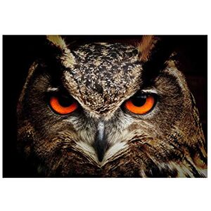 Wee Blue Coo Photo Nature Bird Owl Close Up Eye Beak Prey Eagle Wall Art Print Wee Blue Coo Photo Nature Bird Owl Close Up Eye Beak Prey Eagle Wall Art Print