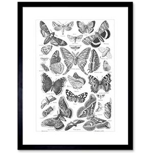 Wee Blue Coo SCIENTIFIC BUTTERFLY MOTH BLACK WHITE DRAWING BLACK FRAMED ART PRINT B12X7757 Wee Blue Coo SCIENTIFIC BUTTERFLY MOTH BLACK WHITE DRAWING BLACK FRAMED ART PRINT B12X7757