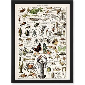 Artery8 - Millot Encyclopedia - Arthropods - Wall Art Print Artery8 - Millot Encyclopedia - Arthropods - Wall Art Print