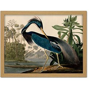 Artery8 Audubon Birds Louisiana Heron Painting Artwork Framed Wall Art Print 18X24 Inch Artery8 Audubon Birds Louisiana Heron Painting Artwork Framed Wall Art Print 18X24 Inch