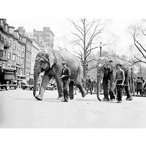 Wee Blue Coo Circus Vintage Photography Elephant City Boston USA Parade Art Print Poster Wall Decor 12X16 Inch Wee Blue Coo Circus Vintage Photography Elephant City Boston USA Parade Art Print Poster Wall Decor 12X16 Inch