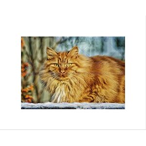 Wee Blue Coo Animals Nature Cat Feline Face Eyes Animal Pet Ginger Wall Art Print Wee Blue Coo Animals Nature Cat Feline Face Eyes Animal Pet Ginger Wall Art Print