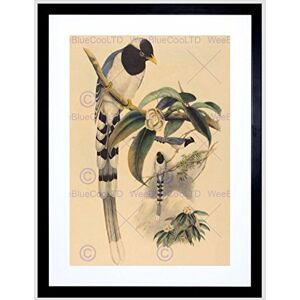 Wee Blue Coo Animal Gould Richter British Magpie Picture Framed Wall Art Print Wee Blue Coo Animal Gould Richter British Magpie Picture Framed Wall Art Print