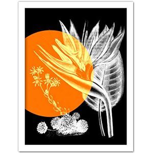 Wee Blue Coo Colour Pop Circle Plant Artwork Framed Wall Art Print 18X24 Inch Wee Blue Coo Colour Pop Circle Plant Artwork Framed Wall Art Print 18X24 Inch