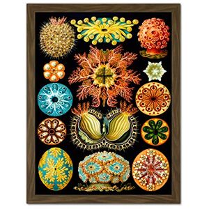 Wee Blue Coo Haeckel Plate 85 Marine Life Artwork Framed Wall Art Print 18X24 Inch Wee Blue Coo Haeckel Plate 85 Marine Life Artwork Framed Wall Art Print 18X24 Inch