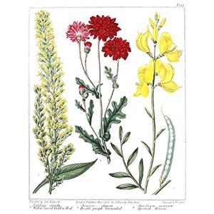 Wee Blue Coo Flower Golden Rod Groundsel Spanish Broom Art Print Poster Wall Decor 12X16 Inch Wee Blue Coo Flower Golden Rod Groundsel Spanish Broom Art Print Poster Wall Decor 12X16 Inch