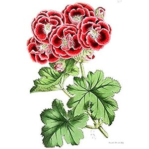 Wee Blue Coo Flower Red Leaves Unframed Art Print Poster Wall Decor 12x16 inch Wee Blue Coo Flower Red Leaves Unframed Art Print Poster Wall Decor 12x16 inch