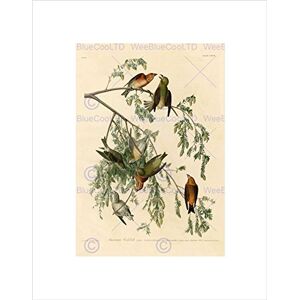 Wee Blue Coo Birds America Audubon American Crossbill Picture Wall Art Print Wee Blue Coo Birds America Audubon American Crossbill Picture Wall Art Print