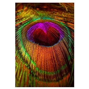 Wee Blue Coo Photo Composition Macro Close Up Peacock Feather Wall Art Print Wee Blue Coo Photo Composition Macro Close Up Peacock Feather Wall Art Print