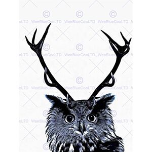 Wee Blue Coo Painting Photo Owl Deer Antlers Weird Bizarre Fun Wall Art Print Wee Blue Coo Painting Photo Owl Deer Antlers Weird Bizarre Fun Wall Art Print