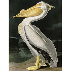 Artery8 Audubon Birds White Pelican Painting Premium Wall Art Canvas Print 18X24 Inch Artery8 Audubon Birds White Pelican Painting Premium Wall Art Canvas Print 18X24 Inch