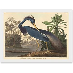 Artery8 Painting Bird Audubon Louisiana Heron Artwork Framed Wall Art Print A4 Artery8 Painting Bird Audubon Louisiana Heron Artwork Framed Wall Art Print A4