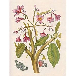Artery8 Merian Metamorphosis Pink Flowers Insects Painting Unframed Wall Art Print Poster Home Decor Premium Artery8 Merian Metamorphosis Pink Flowers Insects Painting Unframed Wall Art Print Poster Home Decor Premium