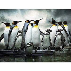 Wee Blue Coo Emperor Penguin Huddle Birds Antarctica Photo Art Picture Canvas Print Wee Blue Coo Emperor Penguin Huddle Birds Antarctica Photo Art Picture Canvas Print