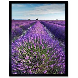 Wee Blue Coo Lavender Field Provence France Morning Flowers Art Print Framed Poster Wall Decor 12X16 Inch Wee Blue Coo Lavender Field Provence France Morning Flowers Art Print Framed Poster Wall Decor 12X16 Inch