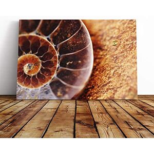 Big Box Art Shell Seashell (2) Canvas Print Gallery Wrapped 30mm Frame Wall Art 24x16 inches Ready to Hang Modern Animals Picture Living Room Bedroom Lounge Office Big Box Art Shell Seashell (2) Canvas Print Gallery Wrapped 30mm Frame Wall Art 24x16 inches Ready to Hang Modern Animals Picture Living Room Bedroom Lounge Office