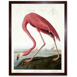 Wee Blue Coo Audubon American Flamingo Art Print Framed Poster Wall Decor 12x16 inch Wee Blue Coo Audubon American Flamingo Art Print Framed Poster Wall Decor 12x16 inch