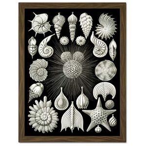 Wee Blue Coo Haeckel Plate 2 Sea Life Plankton Artwork Framed Wall Art Print 18X24 Inch Wee Blue Coo Haeckel Plate 2 Sea Life Plankton Artwork Framed Wall Art Print 18X24 Inch