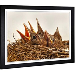 Big Box Art Framed Print of Baby Birds in The Nest (2) Design Wall Art Picture Home Decor for Kitchen, Living, Dining Room, Bedroom, Hallway, Office, Black, A2 / 24.5x18 Inch / 62x45cm Big Box Art Framed Print of Baby Birds in The Nest (2) Design Wall Art Picture Home Decor for Kitchen, Living, Dining Room, Bedroom, Hallway, Office, Black, A2 / 24.5x18 Inch / 62x45cm