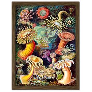 Wee Blue Coo Haeckel Anemone Sea Life Artwork Framed Wall Art Print 18X24 Inch Wee Blue Coo Haeckel Anemone Sea Life Artwork Framed Wall Art Print 18X24 Inch