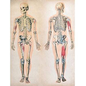 Wee Blue Coo Human Body Anatomy Skeleton Muscles Art Print Poster Wall Decor 12X16 Inch Wee Blue Coo Human Body Anatomy Skeleton Muscles Art Print Poster Wall Decor 12X16 Inch