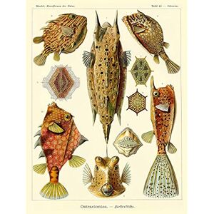 Wee Blue Coo Nature Fish Ostraciontes Ernst Haeckel Biology Germany Vintage Art Print Poster Wall Decor 12X16 Inch Wee Blue Coo Nature Fish Ostraciontes Ernst Haeckel Biology Germany Vintage Art Print Poster Wall Decor 12X16 Inch