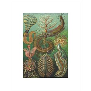 Wee Blue Coo Nature Biology Millipede Ernst Haeckel Germany Vintage Wall Art Print Wee Blue Coo Nature Biology Millipede Ernst Haeckel Germany Vintage Wall Art Print