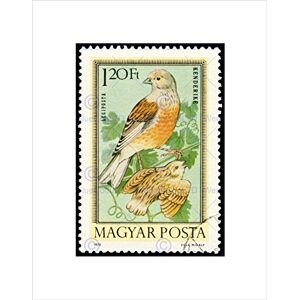 Wee Blue Coo POSTAGE STAMP HUNGARY 120 FORINT LINNET BIRD NEW FRAMED ART PRINT B12X11033 Wee Blue Coo POSTAGE STAMP HUNGARY 120 FORINT LINNET BIRD NEW FRAMED ART PRINT B12X11033