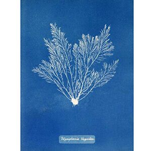 Artery8 Atkins British Algae Photo Thuja Like Polysiphonia Premium Wall Art Canvas Print 18X24 Inch Artery8 Atkins British Algae Photo Thuja Like Polysiphonia Premium Wall Art Canvas Print 18X24 Inch