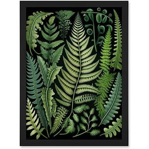 Artery8 Ernst Haeckel Style Fern Fronds Leaf Illustration Artwork Framed A3 Wall Art Print Artery8 Ernst Haeckel Style Fern Fronds Leaf Illustration Artwork Framed A3 Wall Art Print