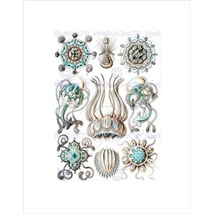 Wee Blue Coo 16th Plate Ernst Haeckel Kunstformen Der Natur Narcomedus Wall Art Print Wee Blue Coo 16th Plate Ernst Haeckel Kunstformen Der Natur Narcomedus Wall Art Print