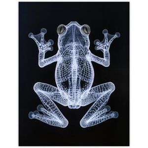 Artery8 Frog Detailed Dark Luminescent Xray Effect Bathroom Toilet Extra Large XL Wall Art Poster Print Artery8 Frog Detailed Dark Luminescent Xray Effect Bathroom Toilet Extra Large XL Wall Art Poster Print