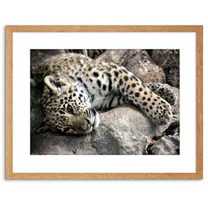 Wee Blue Coo Photo Nature Animal Sleepy Jaguar Big Cat Framed Wall Art Print Wee Blue Coo Photo Nature Animal Sleepy Jaguar Big Cat Framed Wall Art Print