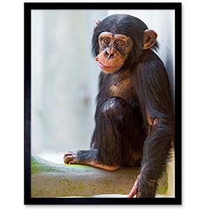 Wee Blue Coo Animal Monkey Cute Baby Chimp Art Print Framed Poster Wall Decor 12X16 Inch Wee Blue Coo Animal Monkey Cute Baby Chimp Art Print Framed Poster Wall Decor 12X16 Inch