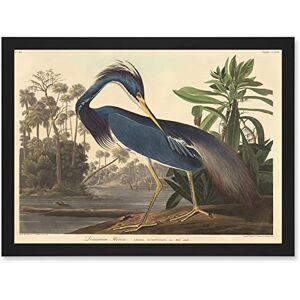 Artery8 Painting Bird Audubon Louisiana Heron Artwork Framed Wall Art Print A4 Artery8 Painting Bird Audubon Louisiana Heron Artwork Framed Wall Art Print A4