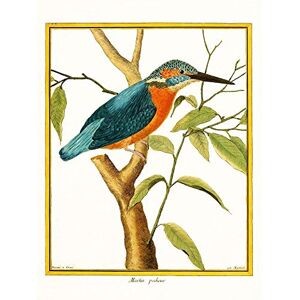 Wee Blue Coo Bird Common Kingfisher Martin Pecheur Art Print Poster Wall Decor 12X16 Inch Wee Blue Coo Bird Common Kingfisher Martin Pecheur Art Print Poster Wall Decor 12X16 Inch