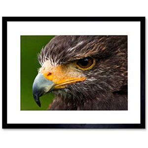 Wee Blue Coo HARRIS HAWK EYE CLOSE UP BIRD PRAY BLACK FRAME FRAMED ART PRINT PICTURE B12X8086 Wee Blue Coo HARRIS HAWK EYE CLOSE UP BIRD PRAY BLACK FRAME FRAMED ART PRINT PICTURE B12X8086