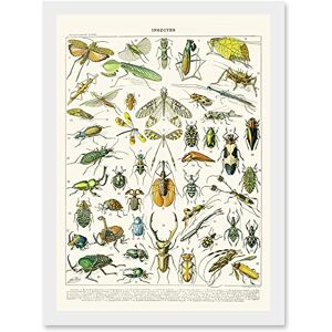Artery8 Millot Encyclopedia vintage Flying Insects Beetles Nature Artwork Framed Wall Art Print A4 Artery8 Millot Encyclopedia vintage Flying Insects Beetles Nature Artwork Framed Wall Art Print A4