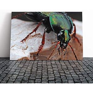 Big Box Art Beetle Insect Canvas Print Gallery Wrapped 30mm Frame Wall Art 20x14 inches Ready to Hang Modern Animals Picture Living Room Bedroom Lounge Office Big Box Art Beetle Insect Canvas Print Gallery Wrapped 30mm Frame Wall Art 20x14 inches Ready to Hang Modern Animals Picture Living Room Bedroom Lounge Office