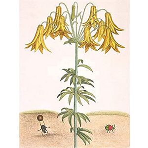 Artery8 Catesby Yellow Lily Flower Scarab Beetles Illustration Unframed Wall Art Print Poster Home Decor Premium Artery8 Catesby Yellow Lily Flower Scarab Beetles Illustration Unframed Wall Art Print Poster Home Decor Premium