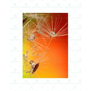 Wee Blue Coo Nature Dandelion Seed Flower Wall Art Print Wee Blue Coo Nature Dandelion Seed Flower Wall Art Print